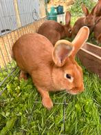Vale van Bourgondië, Dieren en Toebehoren