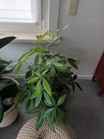 Groene kamerplant met pot, Ophalen, Halfschaduw, In pot, Minder dan 100 cm