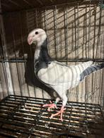 Schautauben duiven, Dieren en Toebehoren