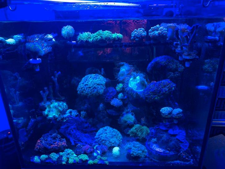 Zeeaquarium, Dieren en Toebehoren, Vissen | Aquariumvissen