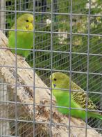 wildkleur grasparkieten, Dieren en Toebehoren, Vogels | Parkieten en Papegaaien, Meerdere dieren, Parkiet