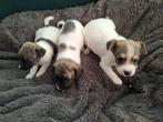 Jack Russels Merle pups, Dieren en Toebehoren, België, Jack Russell Terriër, 8 tot 15 weken, Meerdere