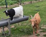 Dwerg geiten., Dieren en Toebehoren, Schapen, Geiten en Varkens
