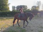 Braaf allround paard, Dieren en Toebehoren, Paarden