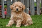 Prachtige maltipoo pups, Dieren en Toebehoren, België, Overige rassen, CDV (hondenziekte), 8 tot 15 weken