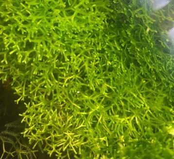 Riccia fluitans, Dieren en Toebehoren, Vissen | Aquaria en Toebehoren, Verzenden, Nieuw, Plant(en), Steen of Hout