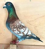 Koppel kleurpostduiven, Dieren en Toebehoren, Vogels | Duiven, Meerdere dieren, Postduif