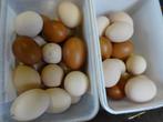 30 SCHARRELEIEREN VOOR € 5,00., Kip