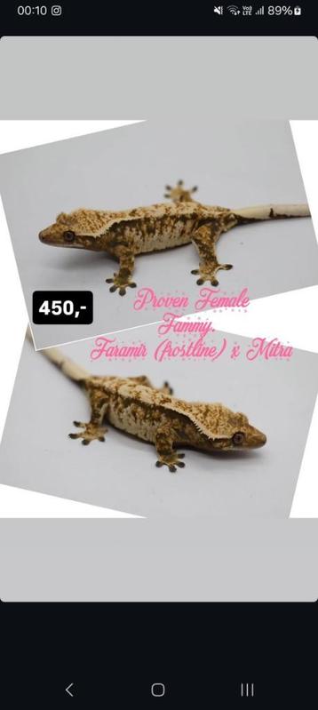 0.1 Proven Witte Tricolor wimpergekko vrouw  beschikbaar voor biedingen