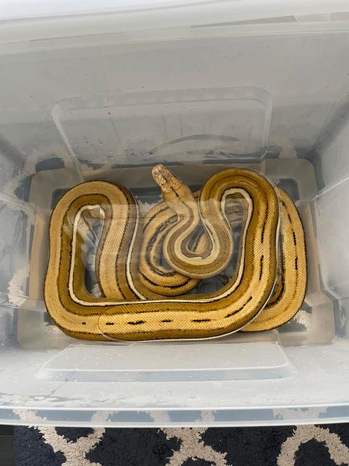 Net python ogs gs 2022 0.1, Dieren en Toebehoren, Reptielen en Amfibieën, Slang, 3 tot 6 jaar, Tam