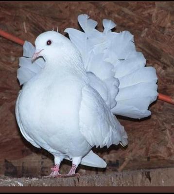 Couple 2025 queue de paon de Rouen X queue paon fantail Angl beschikbaar voor biedingen