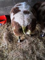 schapenram, Dieren en Toebehoren, Schapen, Geiten en Varkens, Mannelijk, Schaap, 0 tot 2 jaar