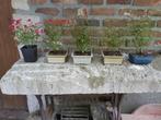 Roosjes als accent Bonsai, Ophalen