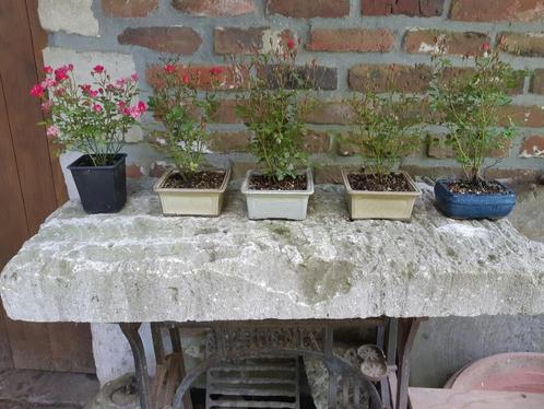 Roosjes als accent Bonsai, Tuin en Terras, Planten | Bomen, Ophalen