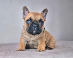Franse bulldog, Meerdere, Bulldog, 8 tot 15 weken, Meerdere dieren