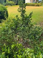 Hulst boompje circa 150 cm, Tuin en Terras, Ophalen