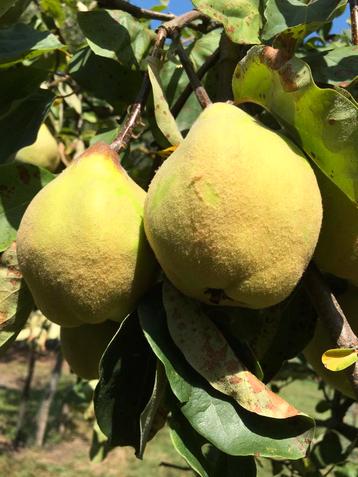 Biologische kweeperen beschikbaar voor biedingen