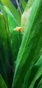 Platy Baby's