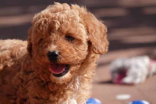 Prachtige Maltipoo pups (abrikoos/rood), Dieren en Toebehoren, Honden | Chihuahua's en Gezelschapshonden, Meerdere dieren, Overige rassen