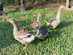 Jonge grauwe ganzen, Meerdere dieren, Gans of Zwaan