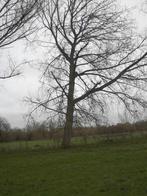 Gratis veel brandhout van 2 canada - bomen, Tuin en Terras, Ophalen, Takken