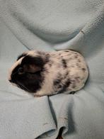 Dalmatiner x zwart cavia koppel, Dieren en Toebehoren, Knaagdieren, Maart, Meerdere dieren, Cavia