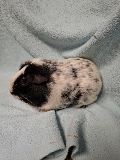 Dalmatiner x zwart cavia koppel, Dieren en Toebehoren, Knaagdieren, Meerdere dieren, Cavia, Maart