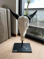 Schedel koe op statief, Ophalen, Gebruikt