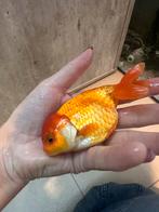 Goudvissen, Dieren en Toebehoren, Vissen | Aquariumvissen, Vis, Zoetwatervis