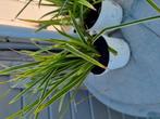 Siergras carex vanilla ice winterhard groenblijvend, Tuin en Terras, Ophalen, Vaste plant, Siergrassen