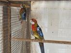 Kweekkoppel zwartopalinebont rosella's, Parkiet, Geringd