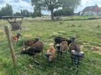 Paaslammetjes te koop, Dieren en Toebehoren, Mannelijk, Schaap, 0 tot 2 jaar