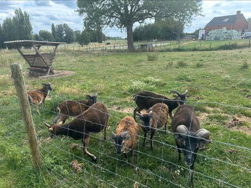 Paaslammetjes te koop, Dieren en Toebehoren, Schapen, Geiten en Varkens, Schaap, Mannelijk, 0 tot 2 jaar