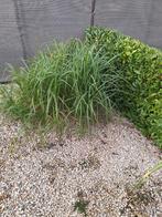 Gratis riet, Tuin en Terras, Ophalen