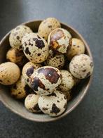 Verse Kwartel eieren, Dieren en Toebehoren, Pluimvee