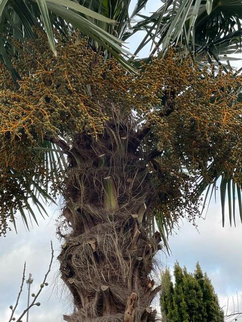 Trachycarpus fortunei x princeps zaden, Tuin en Terras, Planten | Bomen, Ophalen of Verzenden