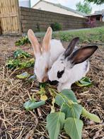 2 lieve kruising Duitse reus/Lotharingen, Dieren en Toebehoren, Konijnen, Mannelijk, Groot, 0 tot 2 jaar