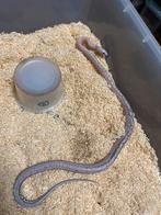 0.1 Scaleless anery (super) tessera het amel, Dieren en Toebehoren