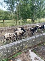 Aan en verkoop van schapen