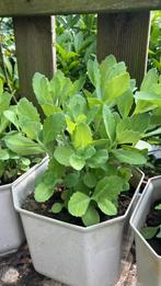 Sedum Hemelsleutel, Tuin en Terras, Planten | Tuinplanten, Ophalen