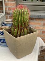 Grote cactus plant, Ophalen of Verzenden