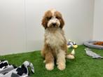 Koningspoedel pups, Poedel, België, 8 tot 15 weken, CDV (hondenziekte)