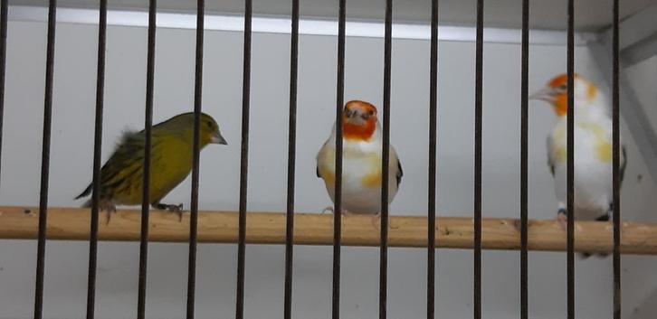 TOPZANGER!!!, Dieren en Toebehoren, Vogels | Overige Vogels, Wildzangvogel, Meerdere dieren, Tam, Geringd