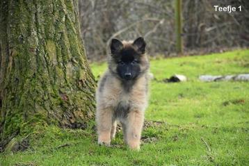 Prachtige Tervurense Herder pups  beschikbaar voor biedingen