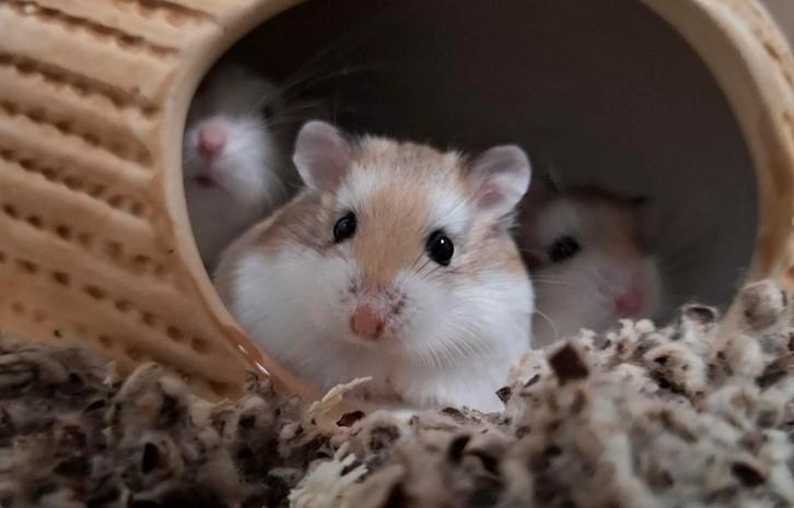 Roborovski dwerghamsters uit asiel, Dieren en Toebehoren, Knaagdieren, Mannelijk, Oktober, Tam