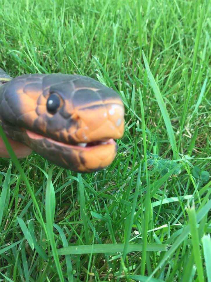 Sluipende slang met afstand bediening, Verzamelen, Dierenverzamelingen, Ophalen of Verzenden