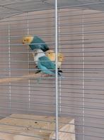 4 Dwergpapegaai te koop, Dieren en Toebehoren, Vogels | Parkieten en Papegaaien