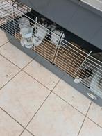 Konijnenkooi  met 3konijnen, Dieren en Toebehoren, Ophalen of Verzenden