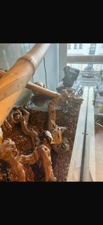 Terrarium boa, Dieren en Toebehoren, Ophalen