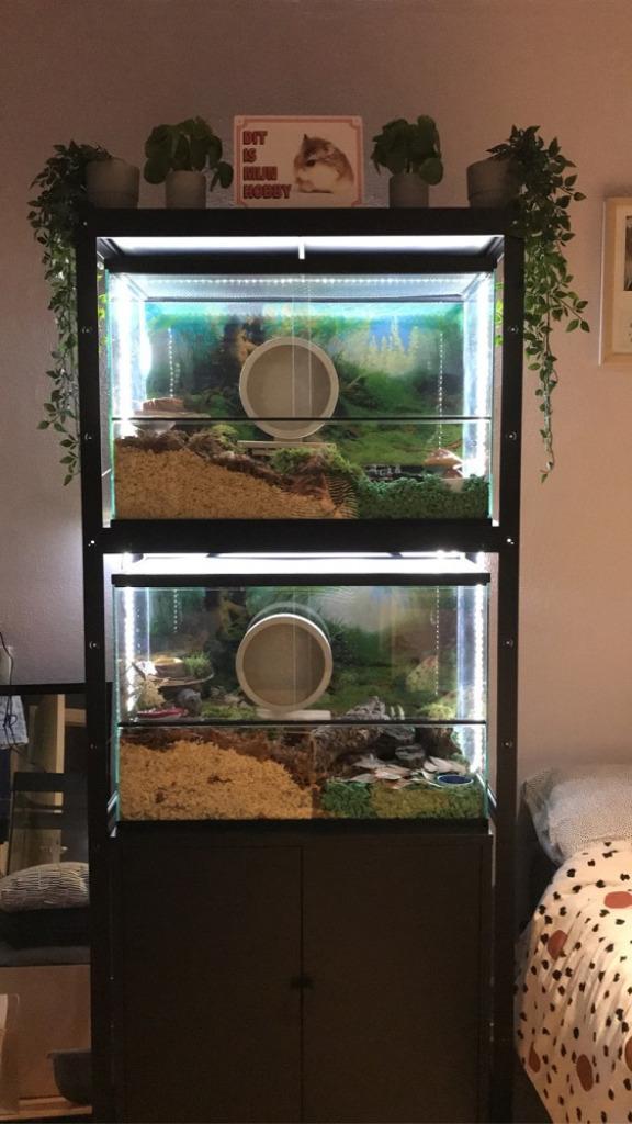 Hamsterkooi van glas kopen - hamster terrarium, Dieren en Toebehoren, Knaagdieren en Konijnen | Hokken en Kooien, Nieuw, Hok, Minder dan 60 cm